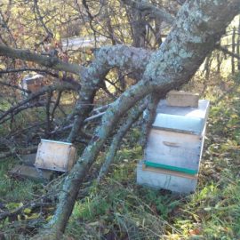Le Vieux Cerisier Protecteur : Un Drame au Rucher du Pillier Le Vieux Cerisier Protecteur : Un Drame au Rucher du Pillier