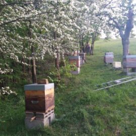 Printemps explosif au Rucher du Pillier Printemps explosif au Rucher du Pillier