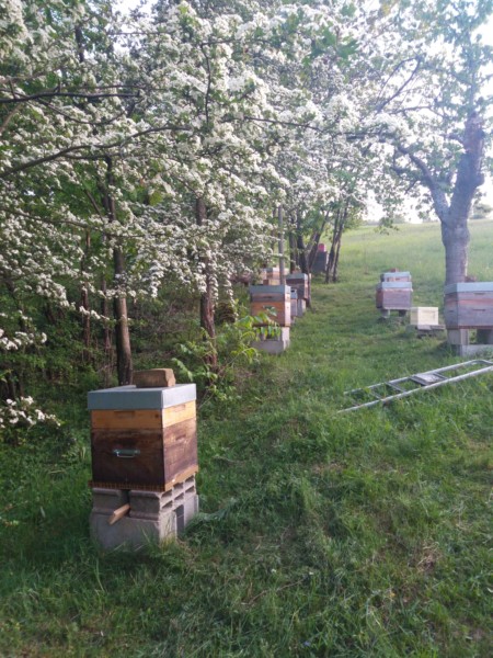Printemps explosif au Rucher du Pillier