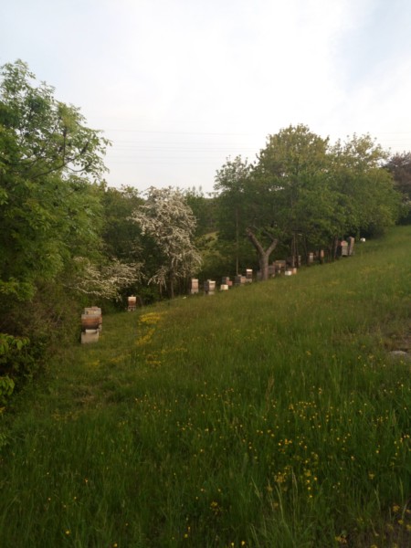 Printemps explosif au Rucher du Pillier
