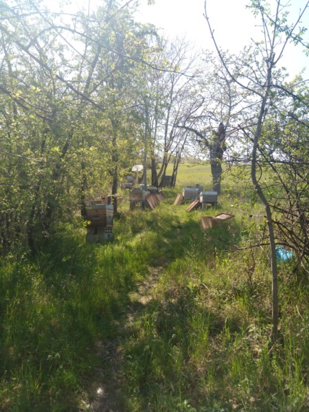 Une forte activité devant la ruche