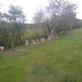 Aout au Rucher du Pillier : Les abeilles au repos Aout au Rucher du Pillier : Les abeilles au repos