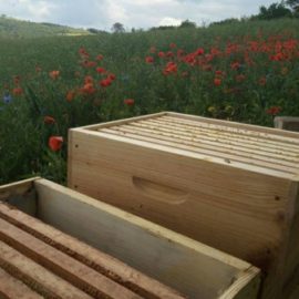 Acheter un Essaim d’abeilles : Conseils Pratiques Acheter un Essaim d’abeilles : Conseils Pratiques