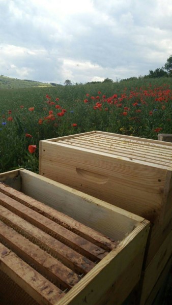 Acheter un Essaim d'abeilles