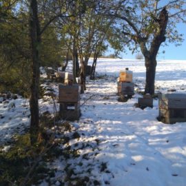 Que font les abeilles l’hiver ? Découvrez les secrets de l’apiculture Que font les abeilles l’hiver ? Découvrez les secrets de l’apiculture