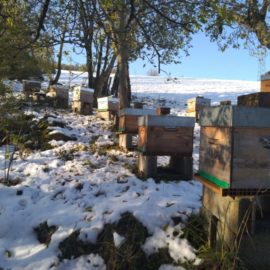 Apiculture en Janvier : Conseils pour un Rucher Sain et Prospère Apiculture en Janvier : Conseils pour un Rucher Sain et Prospère