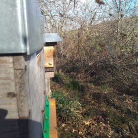 Hiver, où es tu ? L’impact d’un hiver doux sur nos abeilles Hiver, où es tu ? L’impact d’un hiver doux sur nos abeilles