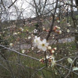 Abeilles et Fleurs : Émerveillement au Rucher du Pillier Abeilles et Fleurs : Émerveillement au Rucher du Pillier