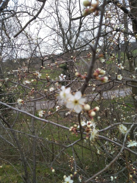 Abeilles et Fleurs