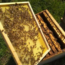 La Visite de Printemps en Apiculture : Un Moment Crucial La Visite de Printemps en Apiculture : Un Moment Crucial