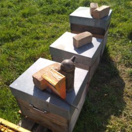 Les Abeilles et le Froid: Leur Comportement Les Abeilles et le Froid: Leur Comportement