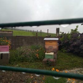 Installer une ruche dans son jardin Installer une ruche dans son jardin