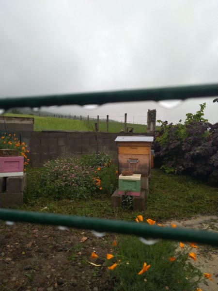 Installer une ruche dans son jardin
