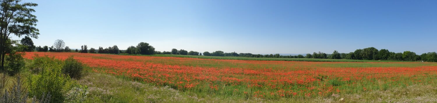 Rucher du Pillier