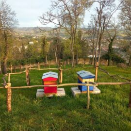 Débuter en apiculture : mes conseils d’apiculteur Débuter en apiculture : mes conseils d’apiculteur