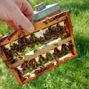Essaim d'abeilles à vendre – Rucher du Pillier Châteauneuf Loire 42