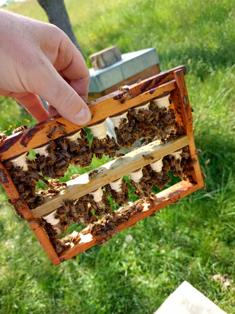 Essaim d'abeilles à vendre – Rucher du Pillier Châteauneuf Loire 42