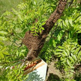 La récupération des essaims : pour la survie des abeilles La récupération des essaims : pour la survie des abeilles
