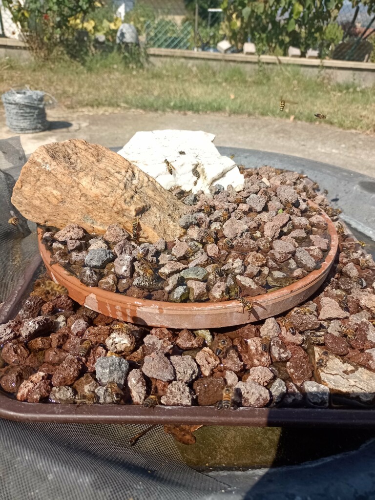 l'abreuvoir du Rucher du Pillier