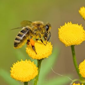 L’importance du pollen dans la ruche L’importance du pollen dans la ruche