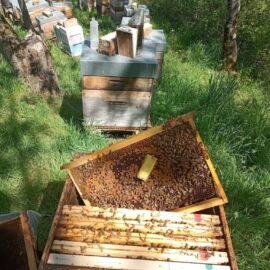 Achat de reines d’abeilles : Vente directe auprès des éleveurs Achat de reines d’abeilles : Vente directe auprès des éleveurs