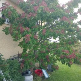 Le Potentiel Mellifère des Arbres : La Pépinière du Tescou Le Potentiel Mellifère des Arbres : La Pépinière du Tescou