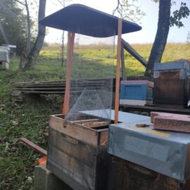 Nasse à Frelons Asiatiques : Solution pour Protéger Nos Abeilles ? Nasse à Frelons Asiatiques : Solution pour Protéger Nos Abeilles ?