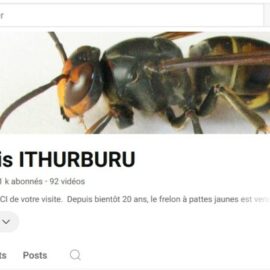 Le Combat Contre le Frelon Asiatique : Francis ITHURBURU Le Combat Contre le Frelon Asiatique : Francis ITHURBURU