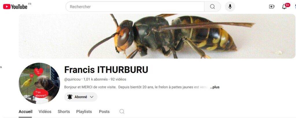Le Combat Contre le Frelon Asiatique - Francis ITHURBURU @quiricou