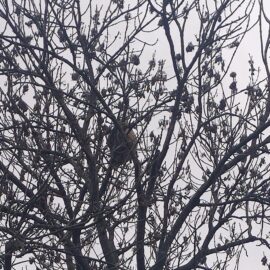 Frelons asiatiques : Danger caché dans les arbres Frelons asiatiques : Danger caché dans les arbres