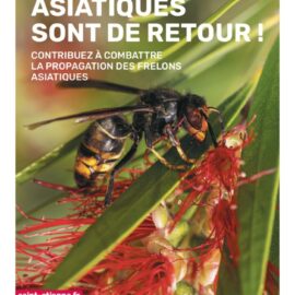 Frelon asiatique : danger réel ou fantasme ? Frelon asiatique : danger réel ou fantasme ?