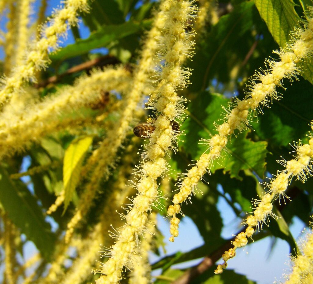 Fleurs de châtaignier mellifères, source du miel de châtaignier du Rucher du Pillier