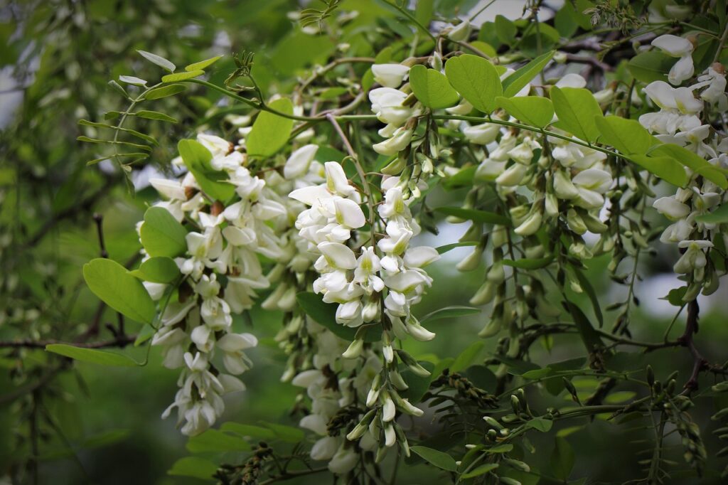 Fleurs blanches du robinier faux-acacia, principale source du miel d'acacia du Rucher du Pillier