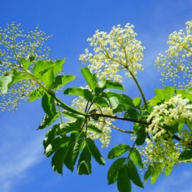 Les Fleurs Mellifères du Rucher du Pillier : Guide Complet par Saison Les Fleurs Mellifères du Rucher du Pillier : Guide Complet par Saison
