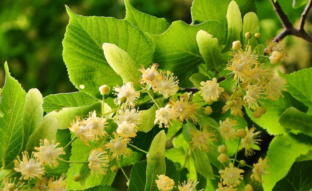 Fleurs de tilleul mellifères butinées par les abeilles du Rucher du Pillier