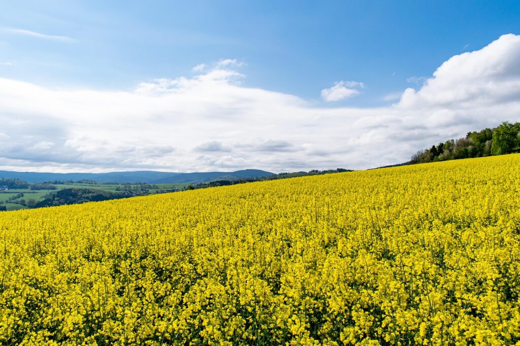 Fleurs de colza jaunes butinées par les abeilles du Rucher du Pillier