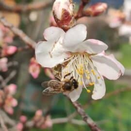 Abeille et amandier : une alliance naturelle au service du miel Abeille et amandier : une alliance naturelle au service du miel