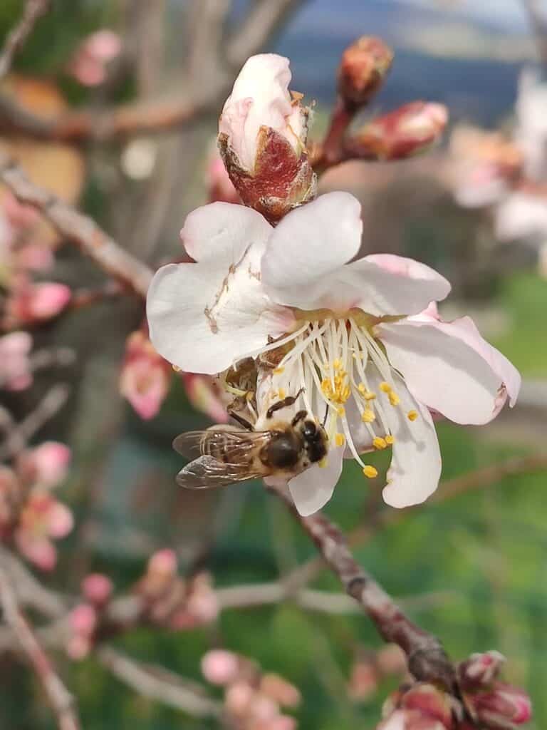 fleurs d'amandier