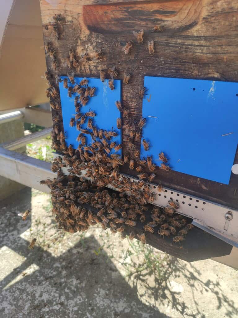 Récupération d'un essaim d'abeilles au rucher du Pillier à Châteauneuf Loire 42800.